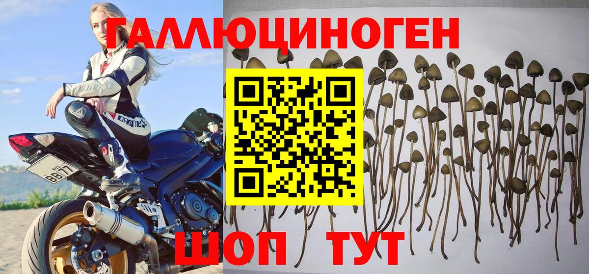 Сорочинск  Галлюциногенные грибы ЛСД  Вход с VPN 